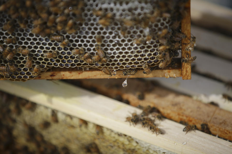 FILE- In this May 27, 2015, file photo fresh honey drips from a bee hive frame as volunteers check for queen activity and perform routine maintenance as part of a collaboration between the Cincinnati Zoo and TwoHoneys Bee Co. at EcOhio Farm in Mason, Ohio. China on Tuesday, Sept. 18, 2018, announced a tariff hike on $60 billion of U.S. products in response to President Donald Trump's latest duty increase in a dispute over Beijing's technology policy. The Finance Ministry said it was going ahead with plans announced in August for the increases of 10 percent and 5 percent on 5,207 types of U.S. goods. A list released last month included coffee, honey and industrial chemicals. (AP Photo/John Minchillo, File)