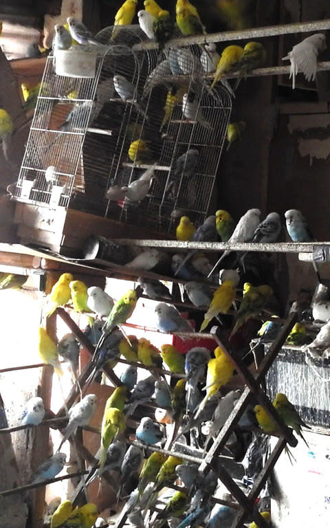 RSPCA officers found nearly 400 budgies in one small house - Credit: RSPCA