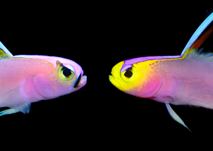 Nemateleotris lavandula, the new species, is pictured on the right, and Nemateleotris helfrichi is pictured on the left.