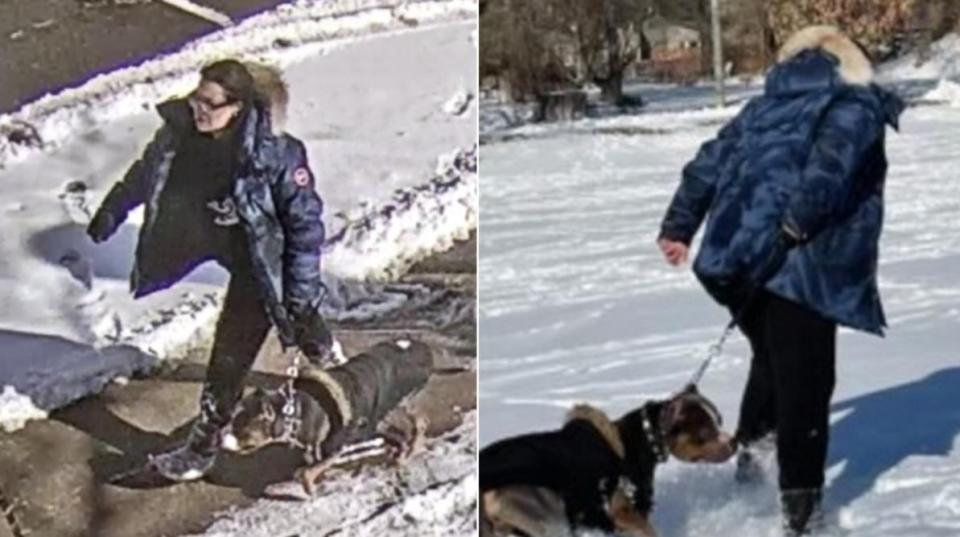Toronto police say there is concern for public safety and are seeking help in identifying a dog and its owner after a nine-year-old child was left with life-altering injuries in an off-leash dog attack on Saturday. (Toronto Police Service handout - image credit)