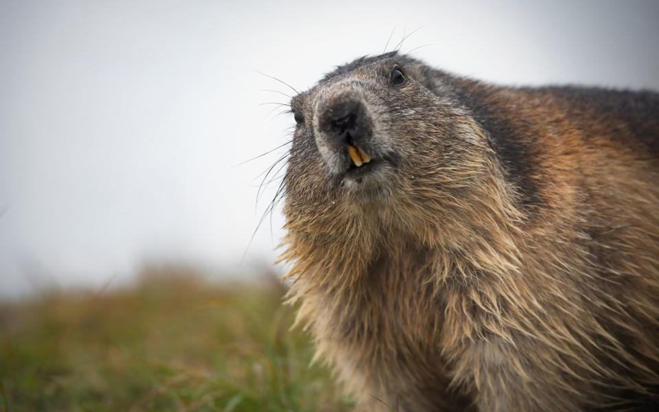 <p>Wenn das Murmeltier am 2. Februar seinen Schatten sieht, dauert der Winter noch weitere sechs Wochen an. So heißt es in der Tradition des "Groundhog Day", also "Murmeltiertag". Doch kann ein Tierchen, dass man einfach mitten im Winter aus seinem Bau zieht, wirklich das Wetter vorhersagen? (Bild: iStock / Zwilling330)</p> 