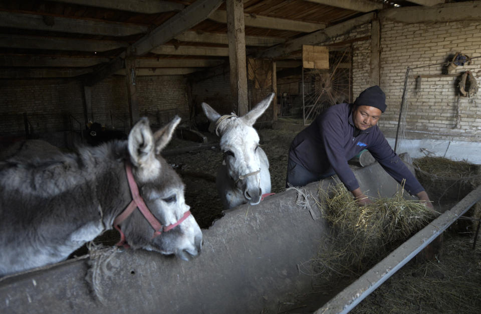 Adilet Kaliyev, Kanat Kaliyev's son feeds donkeys at a farm near his family house in Tash Bashat village, about 24 kilometers (15 miles) southeast of Bishkek, Kyrgyzstan, Saturday, Oct. 17, 2020. Kyrgyzstan, one of the poorest countries to emerge from the former Soviet Union, saw its president forced out by protesters earlier this month, but the political turmoil hasn't touched that village nestled in the scenic Ala-Too mountains where life follows centuries-old rites. (AP Photo/Vladimir Voronin)