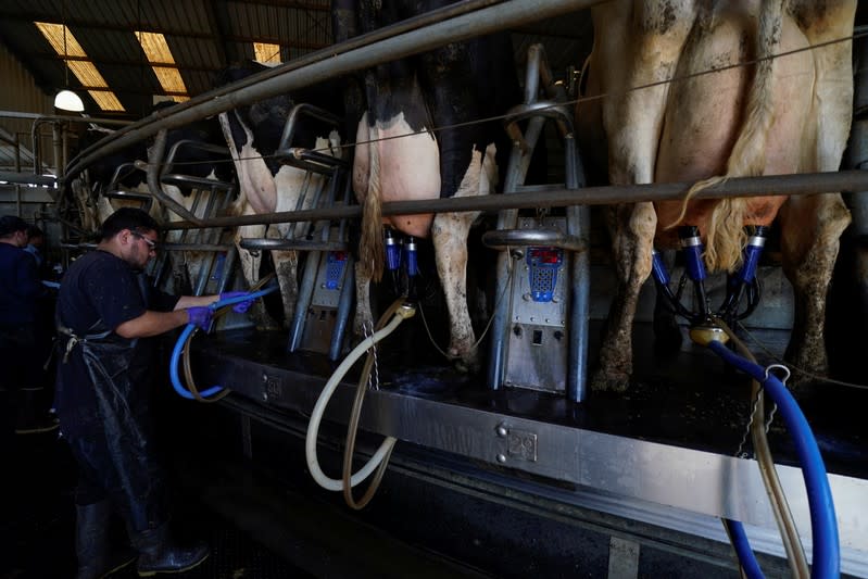 Automation is used as a worker helps milk Holstein cows at Airoso Circle A Dairy in Pixley, California