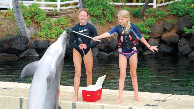 Dolphin Quest