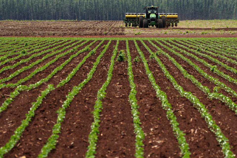 Agricultural machine works at a soybean plantation at the Passatempo farm, Sidrolandia, Mato Grosso do Sul state, Brazil, Thursday, Oct. 20, 2022. President Jair Bolsonaro trusts his support among agribusiness leaders to help him win reelection later this month, while frontrunner Brazil's Former President Luiz Inacio Lula da Silva tries to make inroads with rural voters with a boost from defeated presidential candidate Sen. Simone Tebet, who is from the state of Mato Grosso do Sul. (AP Photo/Eraldo Peres)