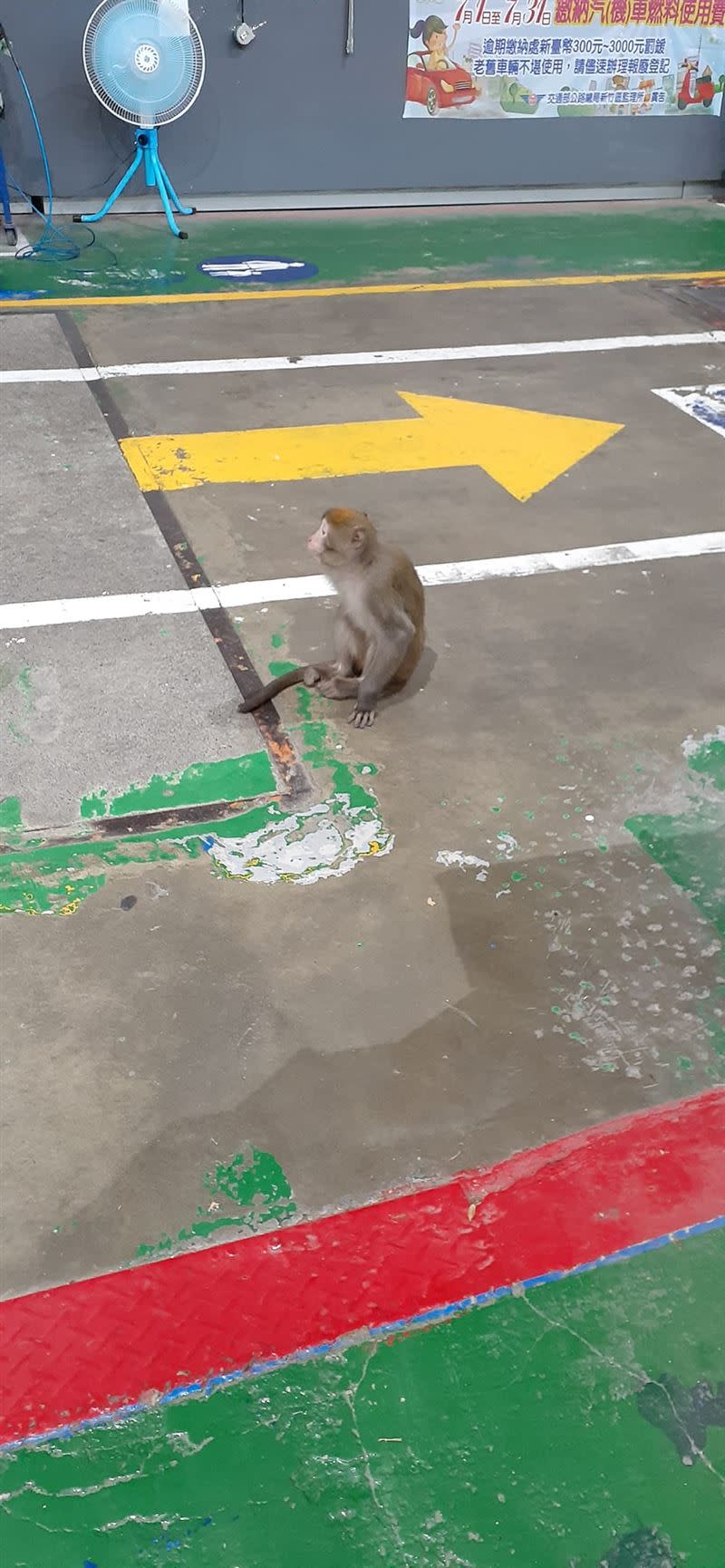 獨臂台灣獼猴在車廠內自在地移動。（圖／卓小姐授權提供）