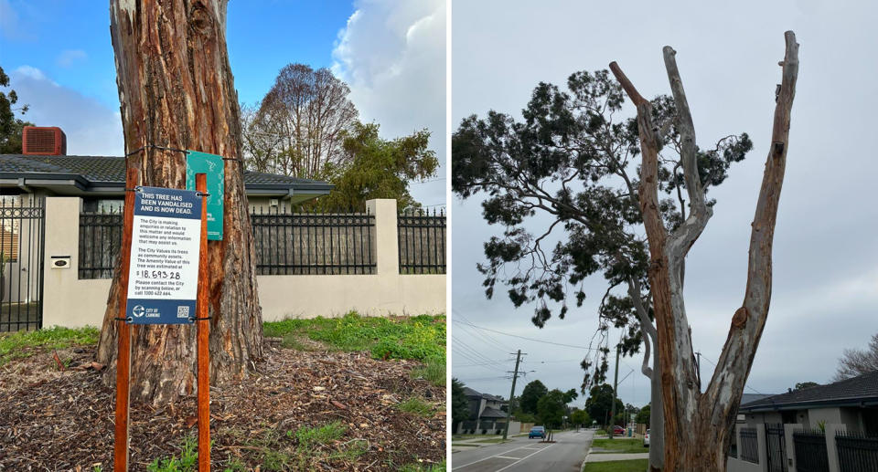 The mature tree in Riverton that Cr Kunze said was poisoned. 