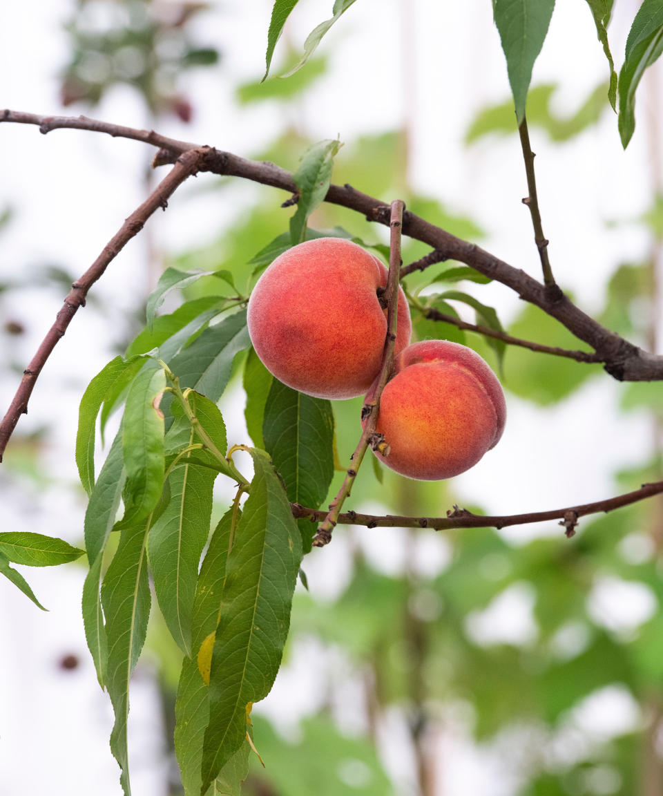 14. Prunus persica 'Avalon Pride'