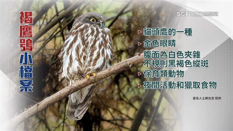 褐鷹鴞是貓頭鷹的一種，同時也是二級保育類動物。（圖／愛鳥人士賴肯吉提供）