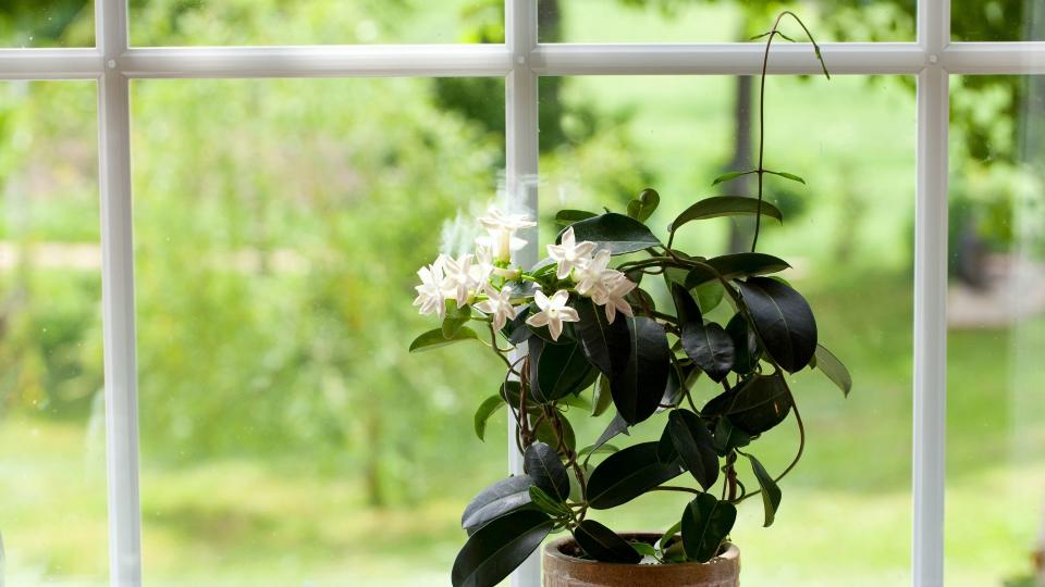 <p> While typically known as an outdoor plant, it seems a shame not to bring the incredibly scented flowers indoors. Pink and Arabian jasmine varieties work particularly well inside and will thrive in brightly lit sunny areas of your home. The pretty white blooms give off a delightful fragrance (at its height in mornings and evenings) that’s said to help ease symptoms of anxiety and stress. </p>