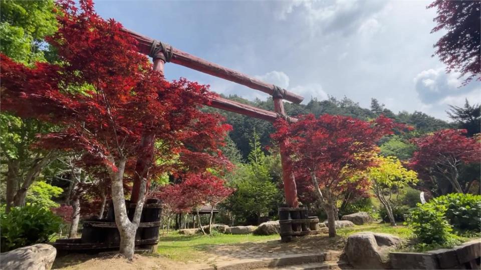 春天限定賞楓季！　杉林溪紫葉槭嫩芽滿開呈「楓紅」美景