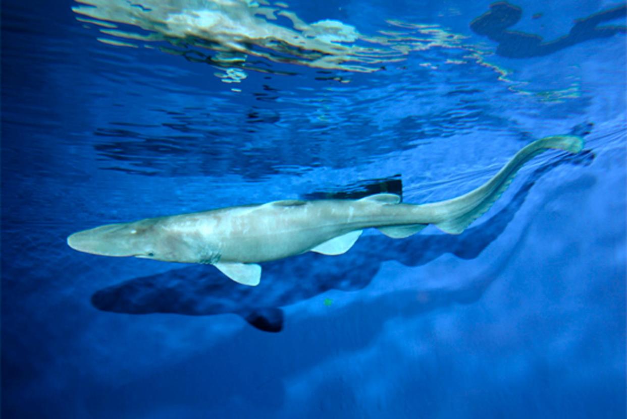 The goblin shark is rarely seen near the surface of the ocean, and is typically found at depths of over 4,000 feet.