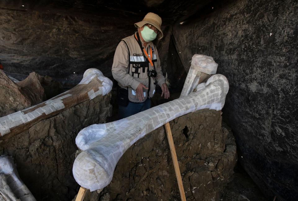 mammoth bone mexico