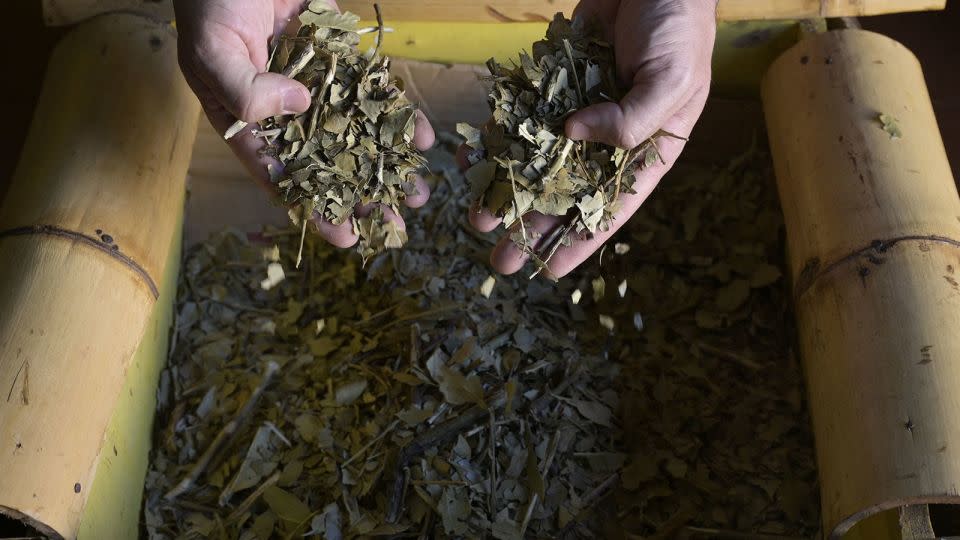 Yerba mate before being ground up for consumption at the Cooperativa Agricola de la Colonia Liebig in Corrientes, Argentina, on February 23, 2022. - Juan Mabromata/AFP/Getty Images