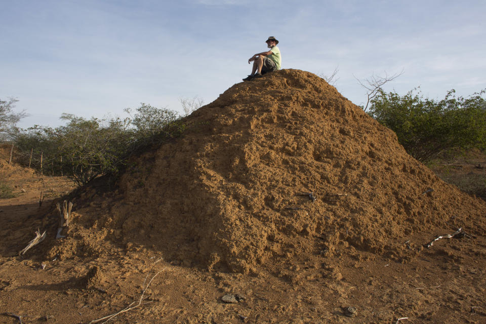 El botánico estadounidense Roy Funch, sentado en la cima de un montículo gigante construido por termitas, cerca de Palmeiras, Brasil, el 24 de noviembre de 2018. Tras años intentado generar interés en las formaciones sin éxito, un encuentro casual con un inglés experto en insectos sociales, Stephen Martin, derivó en notables descubrimientos: hay más de 200 millones de montículos construidos por termitas en una zona de unos 230.000 kilómetros cuadrados (88.800 millas cuadradas), aproximadamente el tamaño de Gran Bretaña. (AP Foto/Victor R. Caivano)