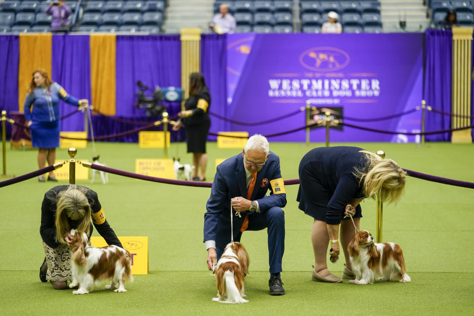 Entrants compete in the Cavalier King Charles Spaniel breed judging in Arthur Ashe Stadium during the 147th Westminster Kennel Club Dog show, Monday, May 8, 2023, at the USTA Billie Jean King National Tennis Center in New York. (AP Photo/John Minchillo)