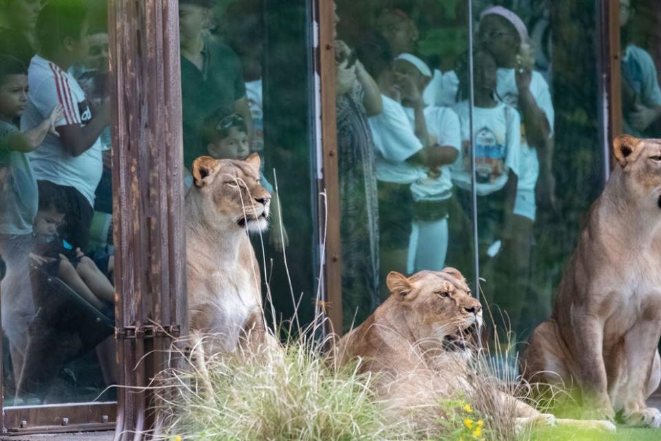 Audubon Zoo