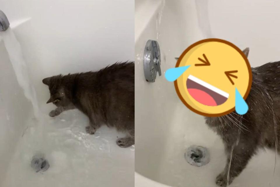<p>英國有一隻貓咪非常熱愛玩水！（圖／IG ＠showeringkitty）</p>
