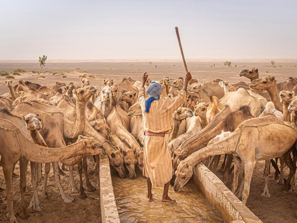 Una caravana de sal con cientos de dromedarios y sus amos en el desierto del Sahara