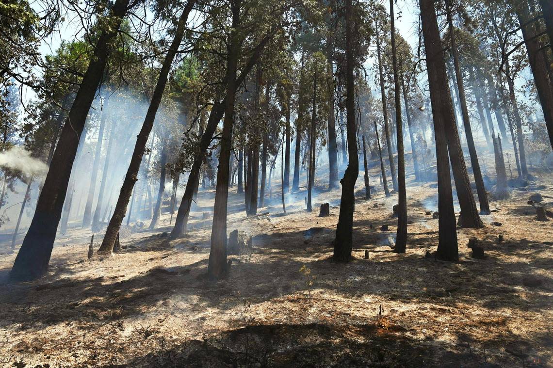 The forest floor is charred along the northern perimeter of the Washburn Fire between the south entrance and Wawona Monday, July 11, 2022 in Yosemite National Park.