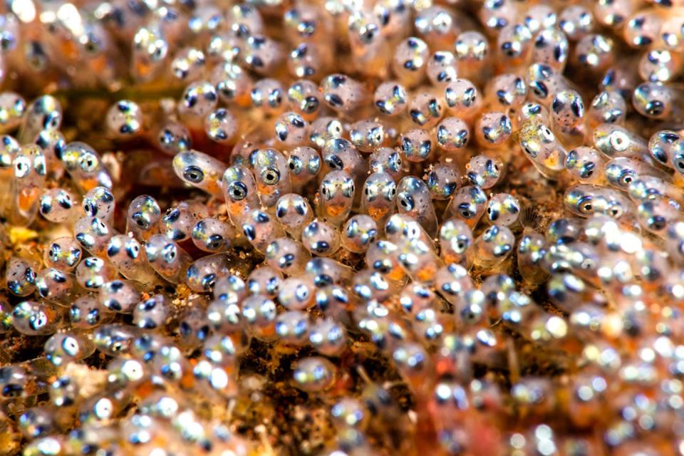 Clownfish eggs begin as tiny orange spots, but they soon start to lengthen and acquire visible eyes. <a href="https://www.shutterstock.com/image-photo/close-clownfish-eggs-only-hours-before-1867516138" rel="nofollow noopener" target="_blank" data-ylk="slk:Joe Belanger, Shutterstock;elm:context_link;itc:0;sec:content-canvas" class="link ">Joe Belanger, Shutterstock</a>