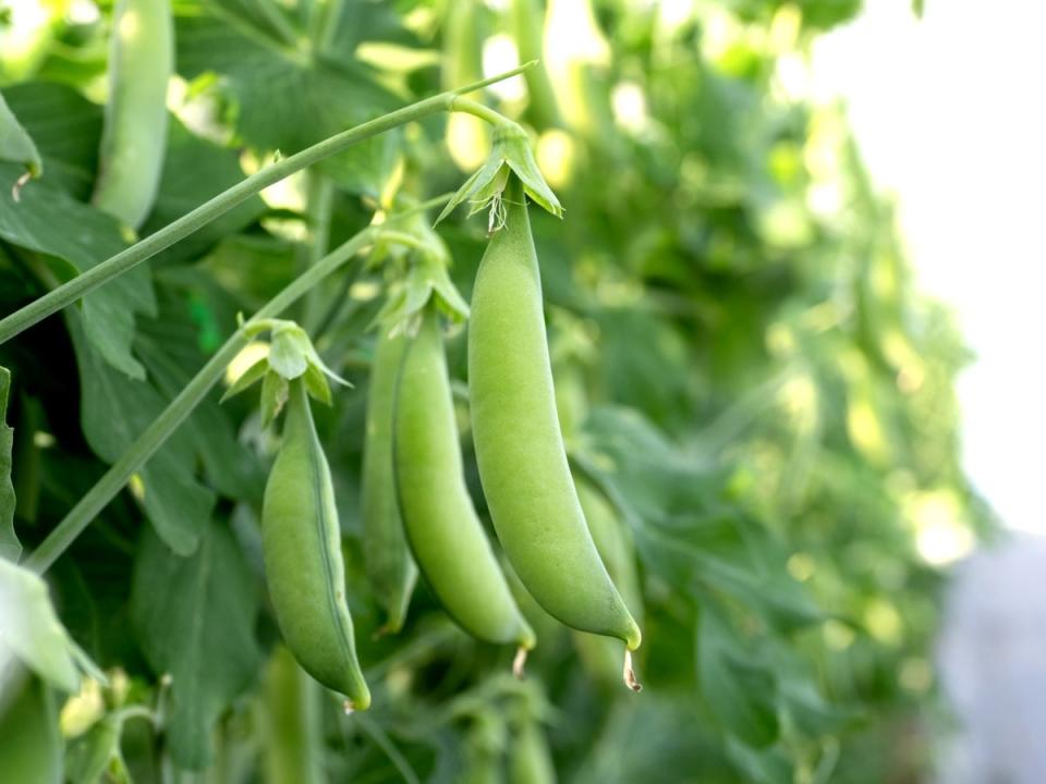 Mature sugar snap peas hanging from their mother plant.