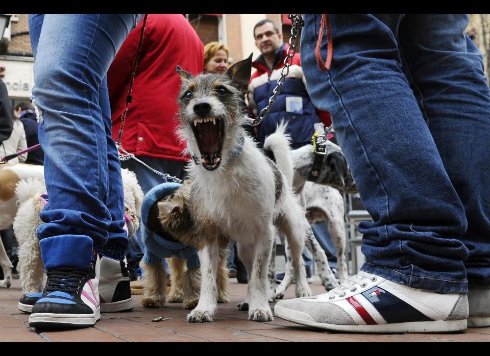 A dog yawns during a festive event against animal abandonment at Chueca's square in Madrid, Jan. 15, 2012. The Madrid's district of Chueca organised this event on the day of Saint Anthony, known as the protector of the animals. (Pierre-Philippe Marcou, AFP / Getty Images)