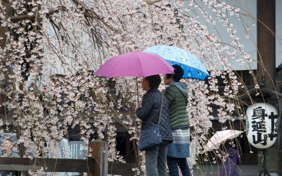 Japanese elderly women view cherry blossoms in full bloom  - Credit: EPA/ EVERETT KENNEDY BROWN