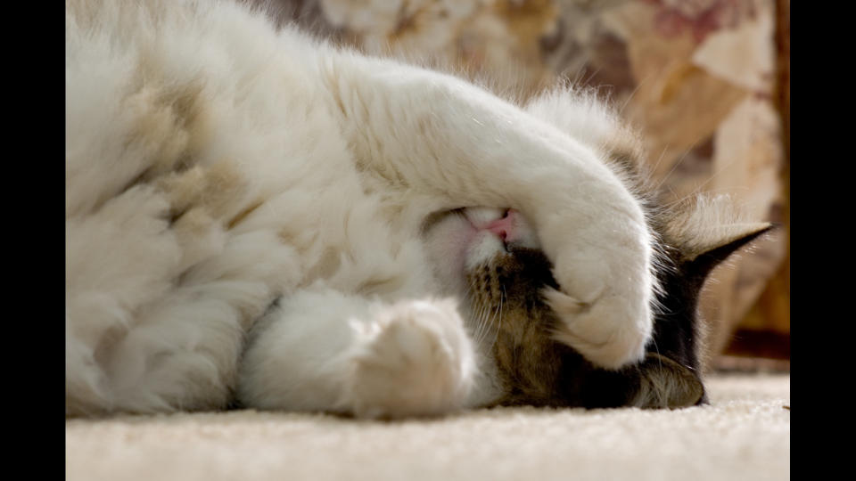 Cat covering face with their paw