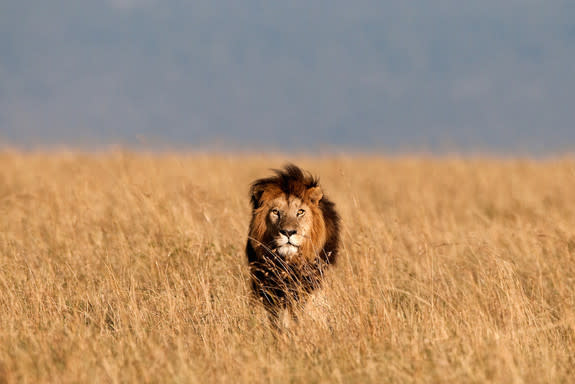 A lion (not Cecil) surveying the savanna.