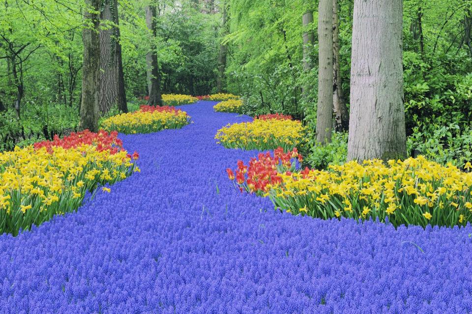 1) Marvel at Holland's tulip paradise with Adam Frost