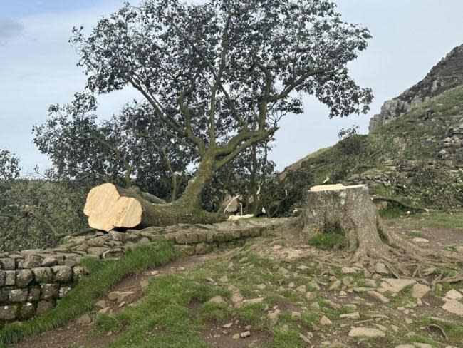 York Press: The Sycamore Gap Tree was felled in September 2023