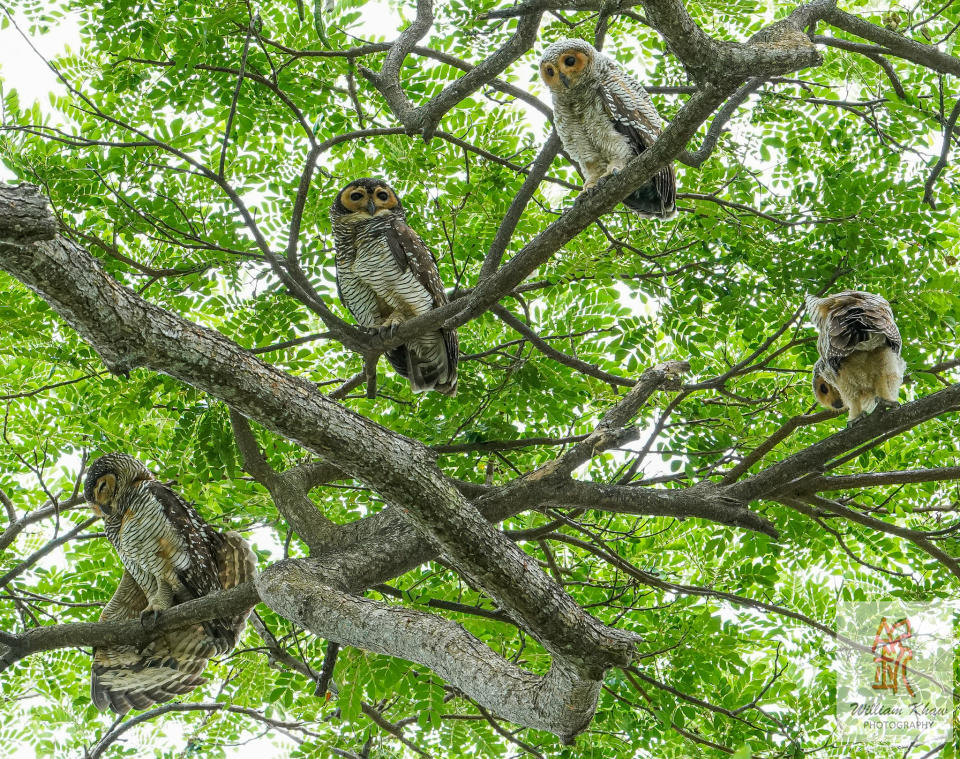 Spotted wood owls at Pasir Ris Park in Singapore. (Photo: William Khaw)