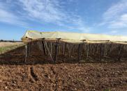 Grape vines for the Italia variety of grape are seen in Noicattaro, a major area of grape production in the southern Italian region of Puglia, Italy