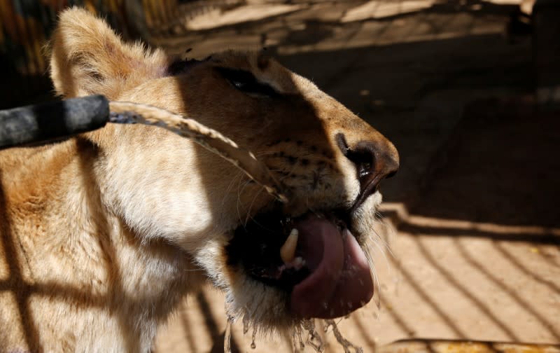 A malnourished lion drinks water from a pipe inside its cage at the Al-Qureshi Park in Khartoum