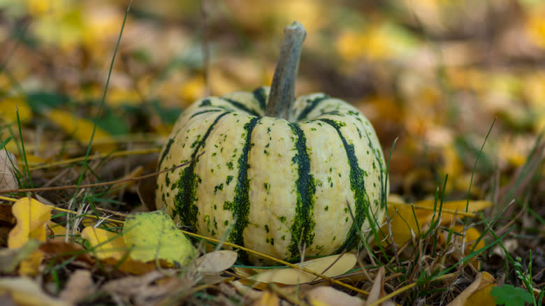 Sweet dumpling squash with leaves