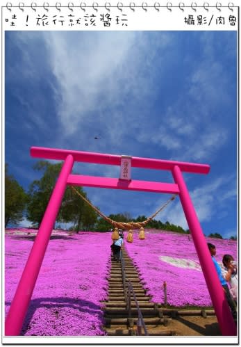 東藻琴芝櫻公園怒放超級滿開 撲天蓋地席捲而來的粉紅浪漫櫻花雪 一生一定要來朝聖一次的日本秘境