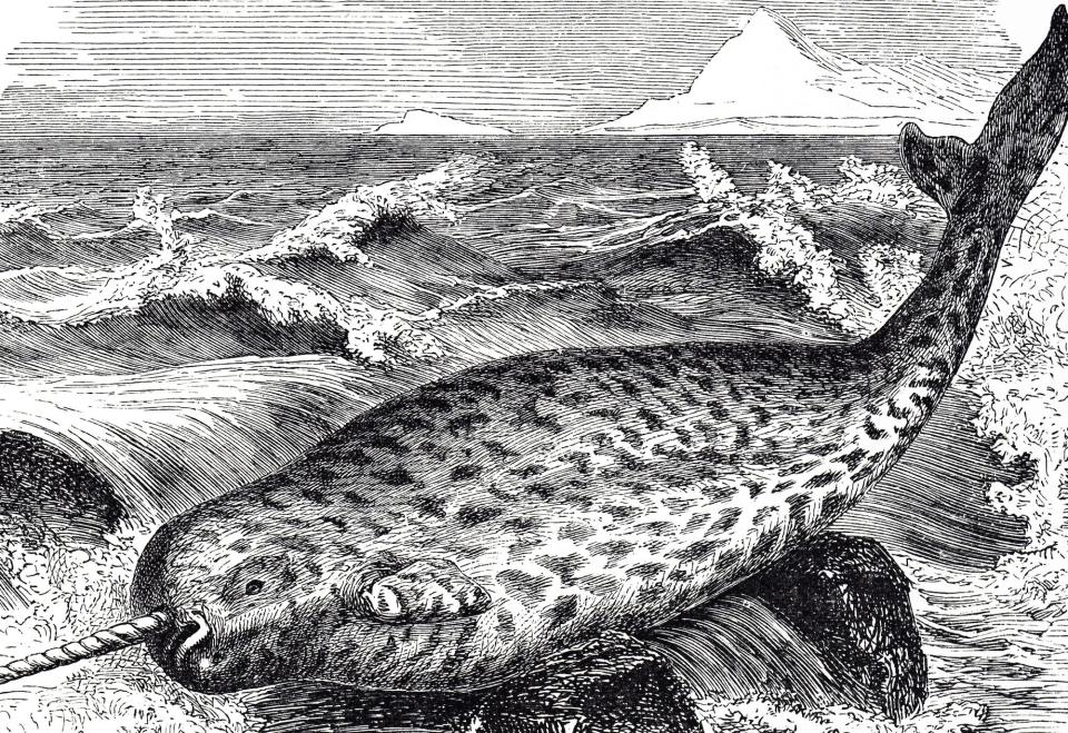 Engraving depicting a Narwhal, a medium-sized toothed whale that possesses a large 