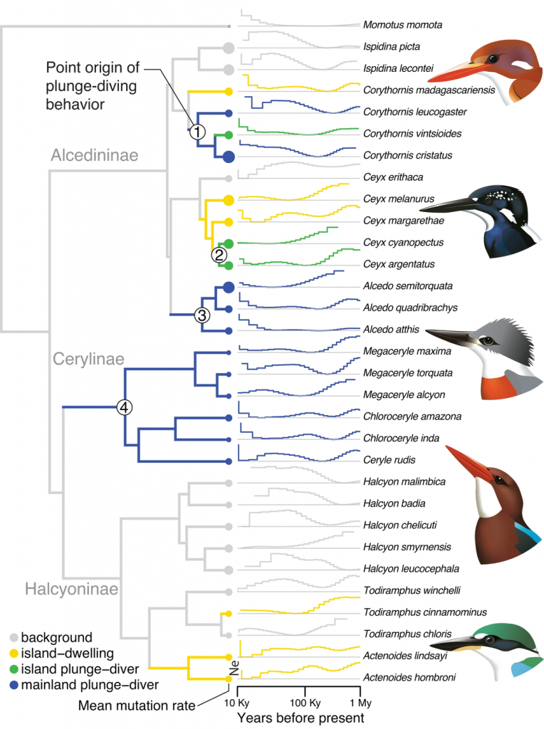 這項研究調查了翠鳥家族的演化樹，發現翠鳥潛水這一行為有四個不同的起源。研究中還分析了這些鳥類的基因突變率和種群大小如何隨著時間變化。研究對象包括了從馬達加斯加侏儒翠鳥到領翠鳥等幾種代表性翠鳥。（圖／<a href="https://www.nature.com/articles/s42003-023-05359-z" rel="nofollow noopener" target="_blank" data-ylk="slk:Communications Biology）;elm:context_link;itc:0;sec:content-canvas" class="link "><em>Communications Biology）</em></a>