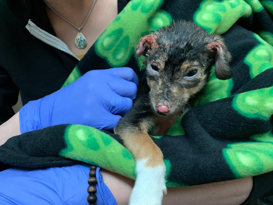 Puppy Found Covered in Chemical Burns and Dumped in Trash