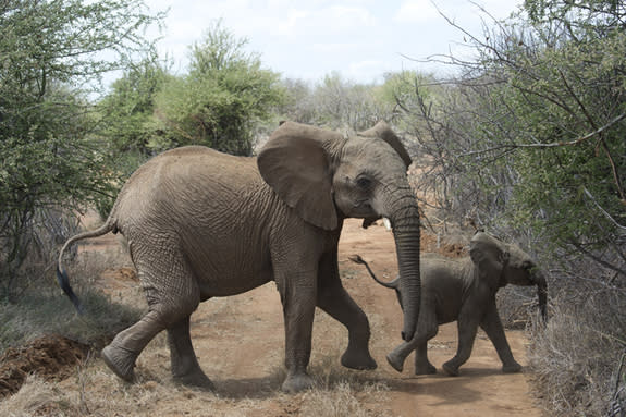 After a 22-month pregnancy, an African elephant calf is nearly inseparable from its mother. If the calf is a female, it may stay with her for life. (CLICK FOR SLIDESHOW on Africa's poaching problem)