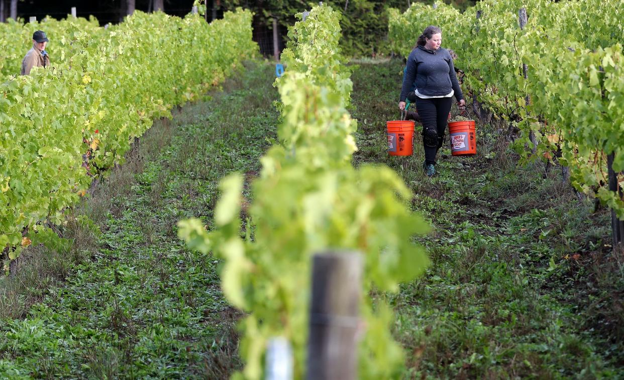 Gretchen Pedersen carries two full buckets of Müller-Thurgau grapes down the row as vineyard staff and volunteers harvest at Bainbridge Vineyards on Thursday, Oct. 5, 2023.