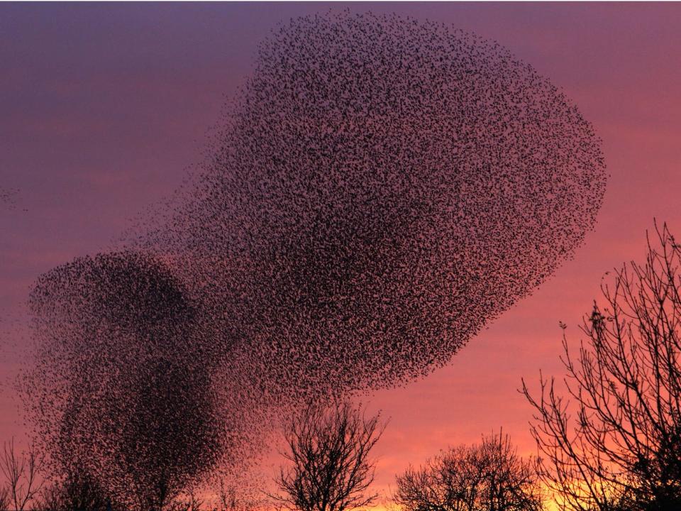 murmuration starlings black sun