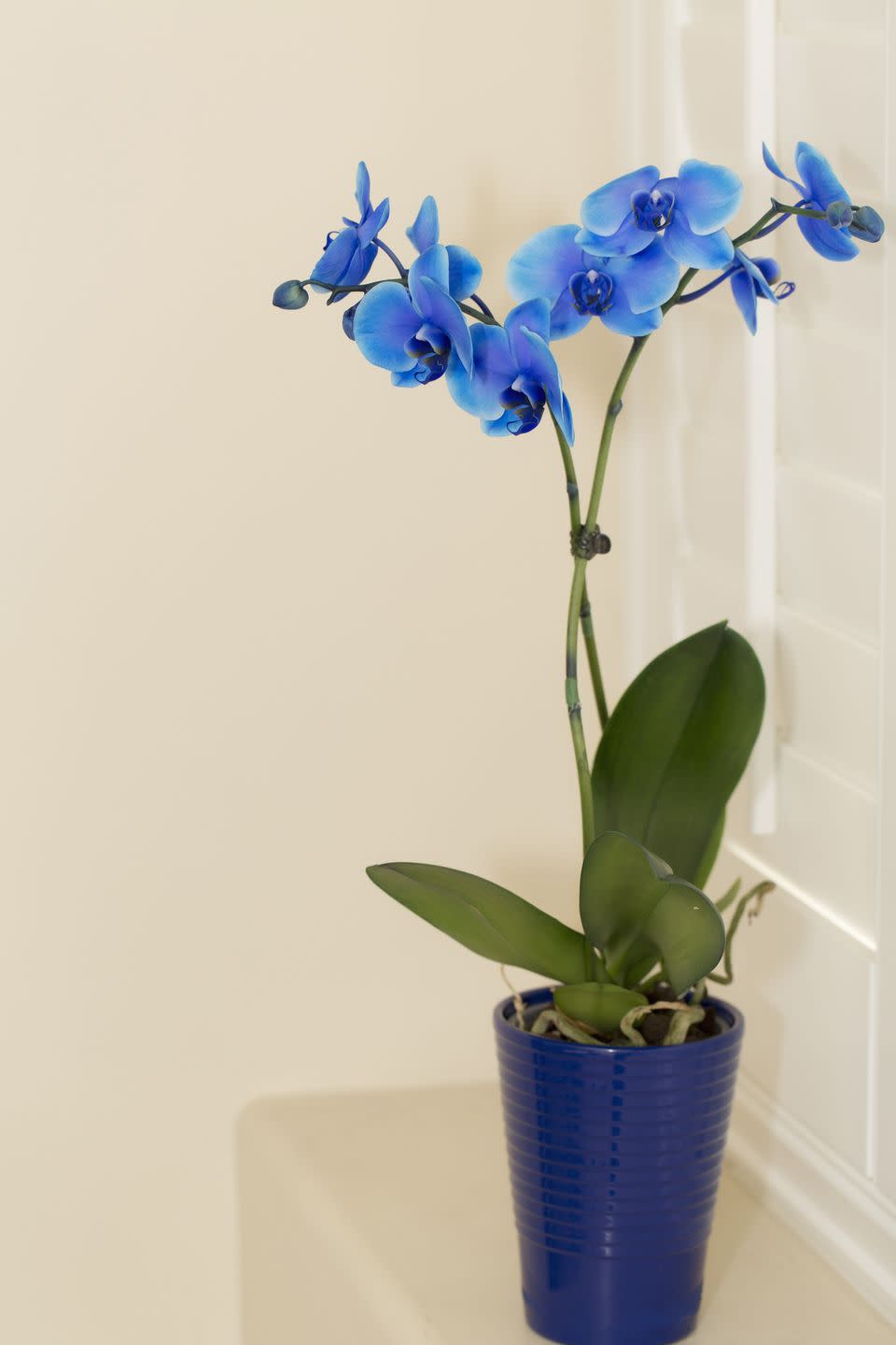still life display of blue and purple orchids in blue vase set upon window ledge in bedroom