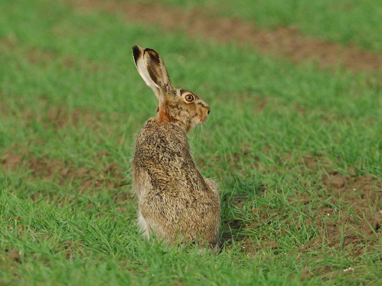 Brown hare numbers have already declined by more than 80 per cent across the country due to farming intensification and hunting: Getty/iStock