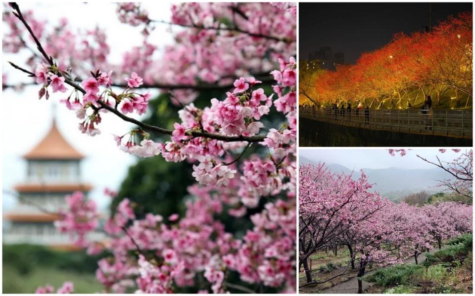 雙北賞櫻熱點不少，淡水無極天元宮（左）、內湖樂活公園（右上）、紗帽山大埔農場（右下），各有各的美。（圖取自新北市府環境景觀處、大埔農場紗帽山臉書粉專、樂活夜櫻季臉書粉專）