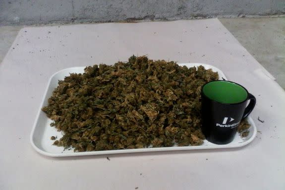 10 ounces of marijuana