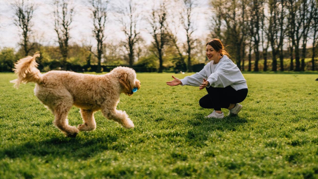 a golden doodle carrying a ball happily runs to their pet parent in a park