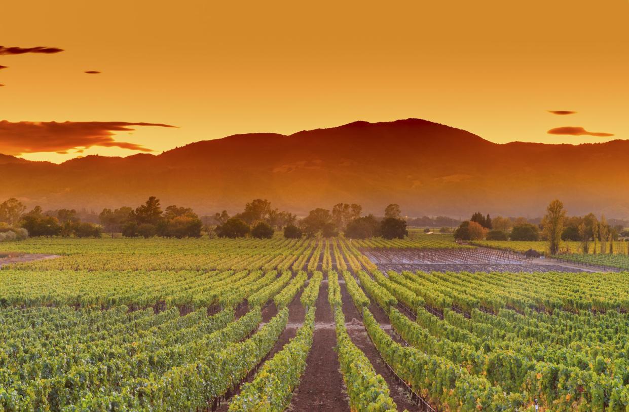 Rows of lush, green grapevines glowing in the sunset, Napa Valley, California with mountains in the background