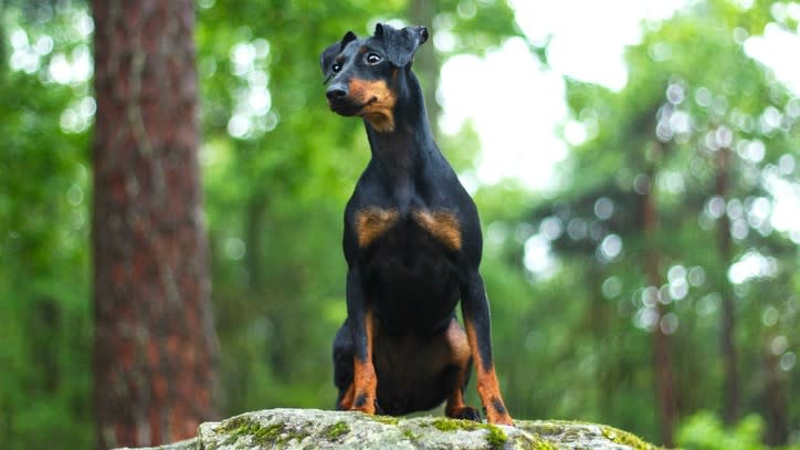 best guard dog breeds